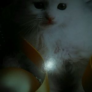 Meet your Posher, Ellymae